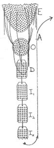 The Structural Differential